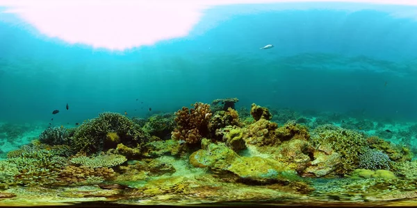 Korallenriffe und tropische Fische unter Wasser. Philippinen. 360-Grad-Ansicht. — Stockfoto