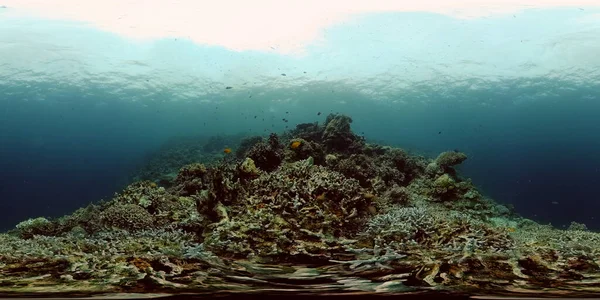 Podwodny świat rafy koralowej. Filipiny. Wirtualna rzeczywistość 360 — Zdjęcie stockowe