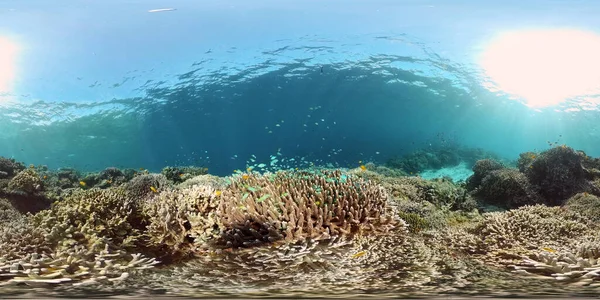 Arrecife de coral y peces tropicales. Filipinas. Vista de 360 grados. —  Fotos de Stock