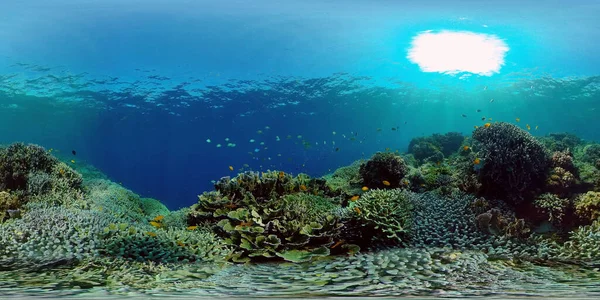 Korallrev och tropisk fisk under vatten. Filippinerna. 360 graders sikt. — Stockfoto