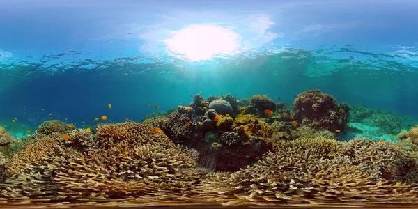 Korallzátony és trópusi halak. Fülöp-szigetek. Virtuális valóság 360 — Stock Fotó