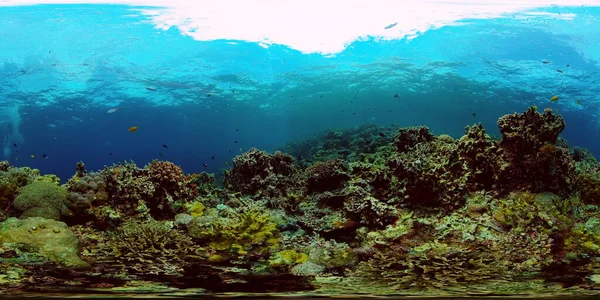 Koraalrif en tropische vissen onder water. Filippijnen. 360 graden uitzicht. — Stockfoto