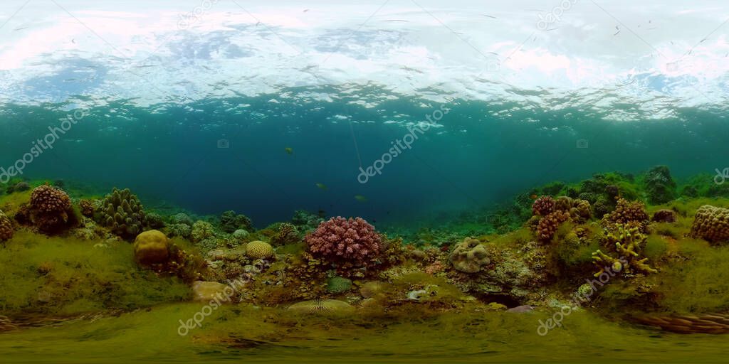 Coral reef and tropical fish. Philippines. 360-Degree view.