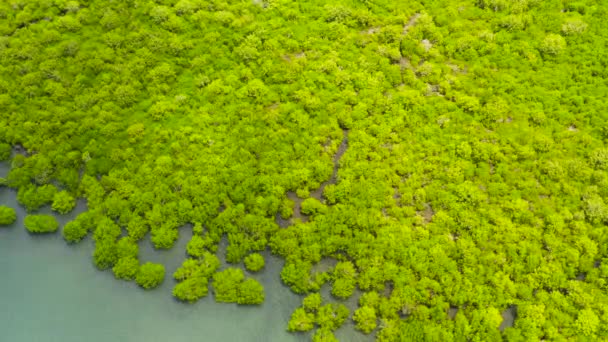 Zöld mangrove. Bohol, Fülöp-szigetek. — Stock videók