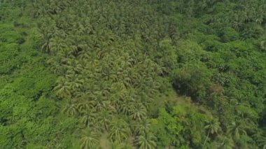 Palmiye ağaçlarıyla tropik bir manzara. Filipinler, Luzon