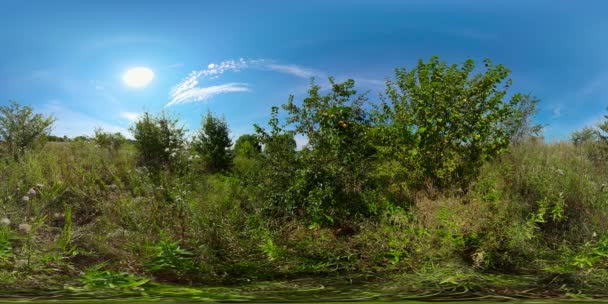 夏の牧草地と風景。三百六十度図. — ストック動画