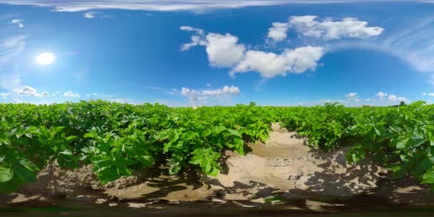 Aardappelveld op een zonnige zomerdag. 360 graden uitzicht. — Stockvideo