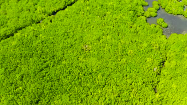 Manglares verdes. Bohol, Filipinas. — Vídeos de Stock