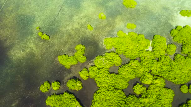 Зеленые мангровые деревья. Феодосия, Филиппины. — стоковое видео