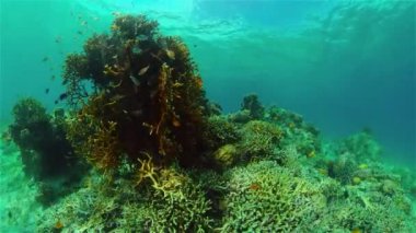 Mercan resifi ve tropikal balıklar su altında. Filipinler.