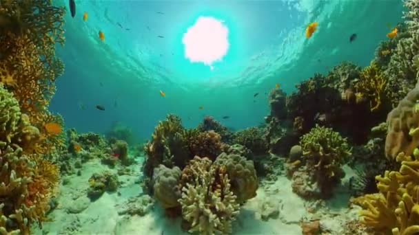 Undervattensvärlden av ett korallrev. Filippinerna. — Stockvideo