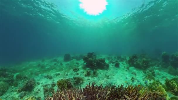 Korallenriffe und tropische Fische unter Wasser. Philippinen. — Stockvideo