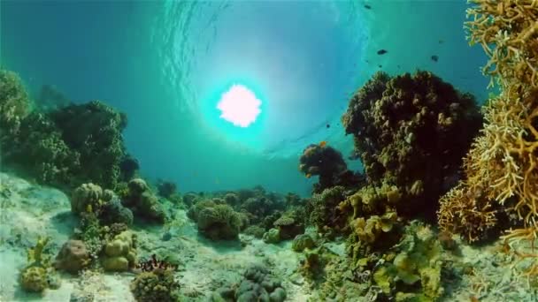 Le monde sous-marin d'un récif corallien. Philippines. — Video