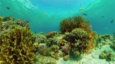 Mercan kayalıkları ve tropikal balıklar. Filipinler.