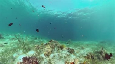 Mercan kayalıkları ve tropikal balıklar. Filipinler.