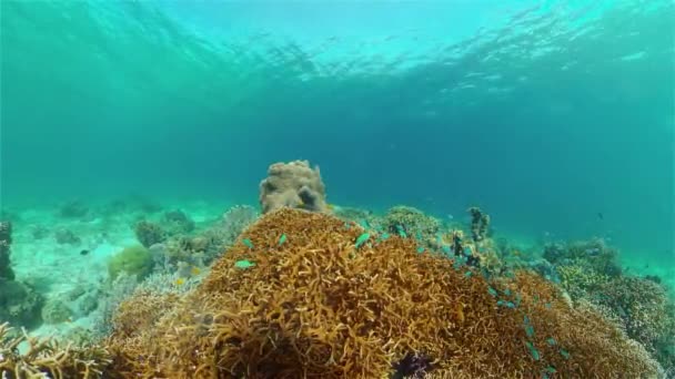 Barriera corallina e pesci tropicali sott'acqua. Filippine. — Video Stock