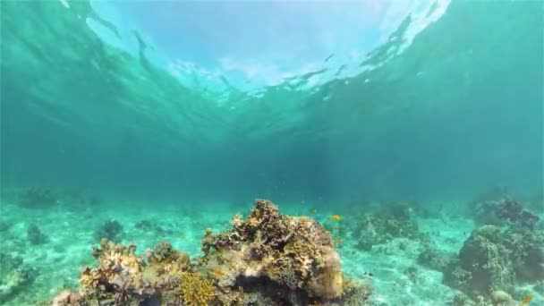 Korallenriff mit Fischen unter Wasser. Philippinen. — Stockvideo