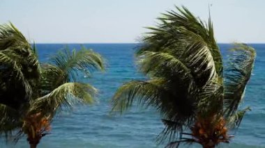 Palmiye ağaçları ve mavi gökyüzü