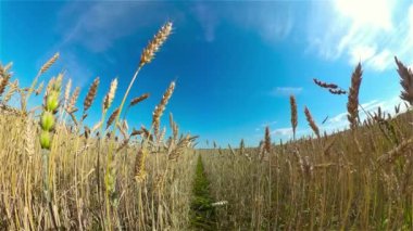 Bir yaz gününde buğday tarlası.