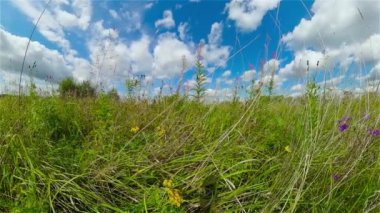 Yaz otlağıyla manzara.