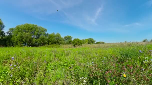 夏の牧草地の風景. — ストック動画