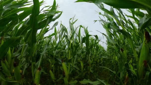 Cornfield in una giornata estiva. Paesaggio agricolo. — Video Stock