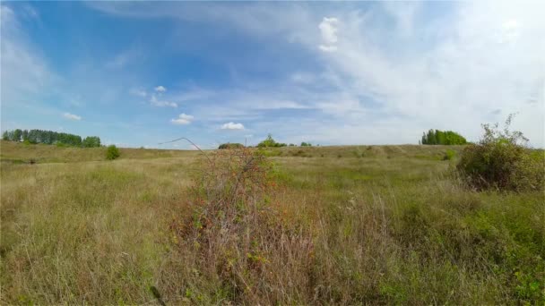 Paisagem com prado de verão. — Vídeo de Stock