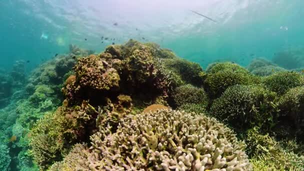 Arrecife de coral con peces bajo el agua. Camiguin, Filipinas — Vídeos de Stock