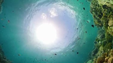 Suyun altında balıklı mercan kayalıkları. Camiguin, Filipinler