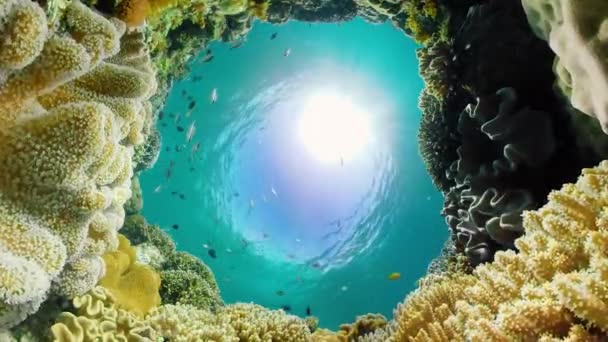 Arrecife de coral y peces tropicales bajo el agua. Camiguin, Filipinas — Vídeos de Stock