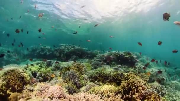 Κοραλλιογενής ύφαλος με ψάρια. Camiguin, Φιλιππίνες — Αρχείο Βίντεο