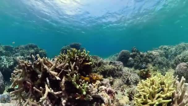 Recifes de coral e peixes tropicais. Camiguin, Filipinas — Vídeo de Stock