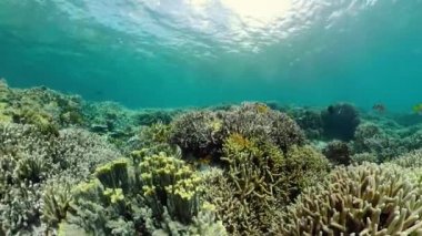 Mercan resiflerinin sualtı dünyası.