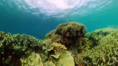 Mercan resifi ve tropikal balıklar su altında. Camiguin, Filipinler