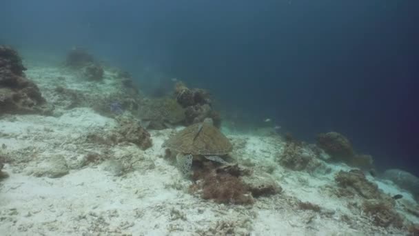 Zöld-tengeri teknős víz alatt a Fülöp-szigeteken. — Stock videók