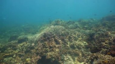 Suyun altında balıklı mercan kayalıkları. Camiguin, Filipinler