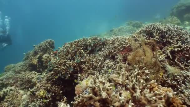 Récif corallien avec poissons sous-marins. Camiguin, Philippines — Video