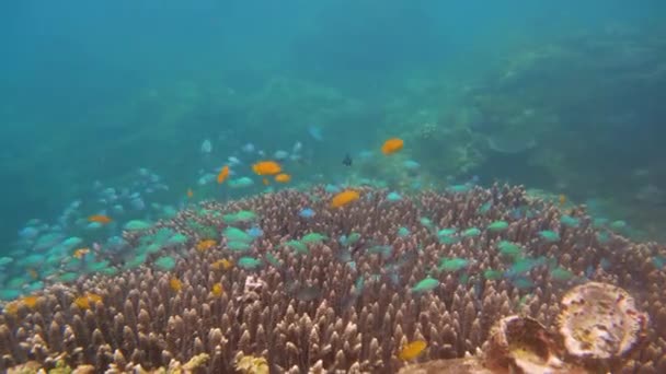 Récif corallien et poissons tropicaux. Camiguin, Philippines — Video