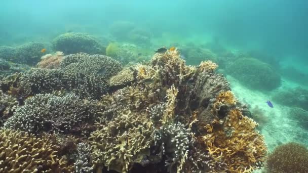 Korallrev och tropisk fisk under vatten. Camiguin, Filippinerna — Stockvideo