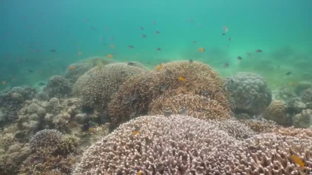 Кораловий риф і тропічна риба. Камігуїн (Філіппіни) — стокове відео