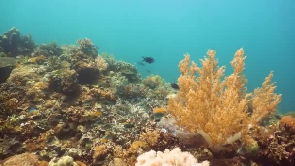 Recifes de coral e peixes tropicais. Camiguin, Filipinas — Vídeo de Stock