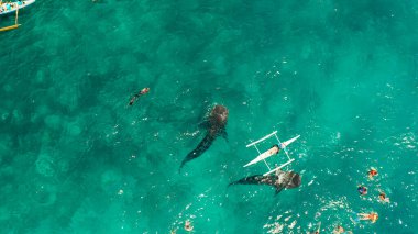 Oslob Balina Köpekbalığı Filipinler 'de, Cebu Adası' nda.