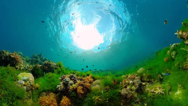 Arrecife de coral y peces tropicales. Filipinas. — Foto de Stock