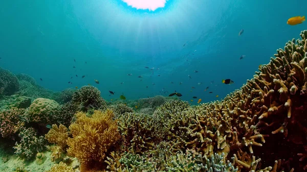 Récif corallien et poissons tropicaux. Philippines. — Photo