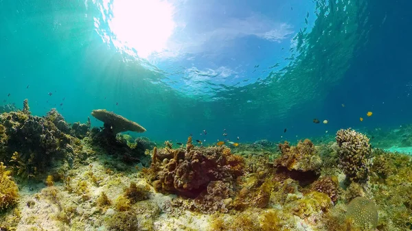 Korálové útesy a tropické ryby. Filipíny. — Stock fotografie