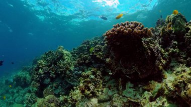 Mercan kayalıkları ve tropikal balıklar. Filipinler.