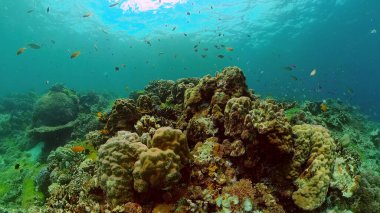 Mercan resifi ve tropikal balıklar su altında. Filipinler.