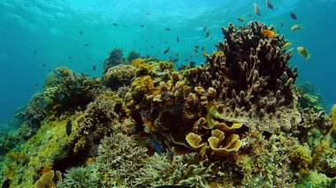 Suyun altında balıklı mercan kayalıkları. Filipinler.