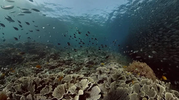 Κοραλλιογενή ύφαλο και τροπικά ψάρια. Φιλιππίνες. — Φωτογραφία Αρχείου