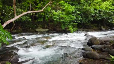 Yağmur ormanlarındaki nehir.